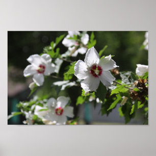 Rose of Sharon Posters