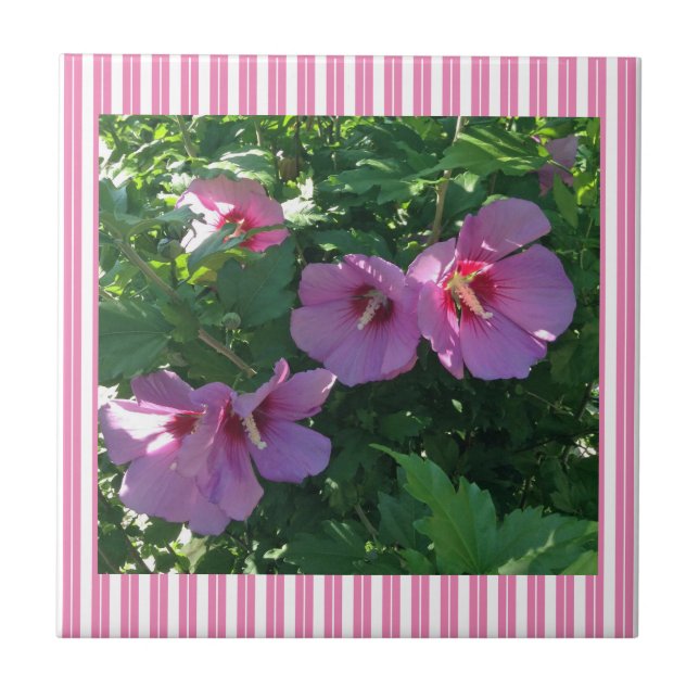 Rose of Sharon Striped Tile (Front)