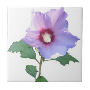 Rose of Sharron Tile