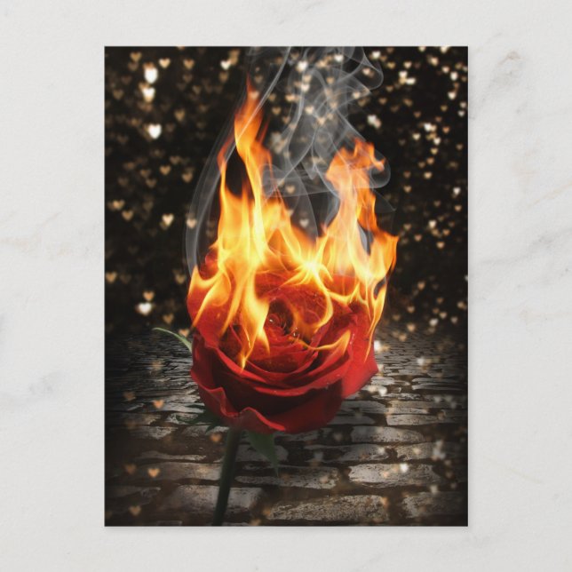 Rose On Fire, Burning Rose Postcard (Front)