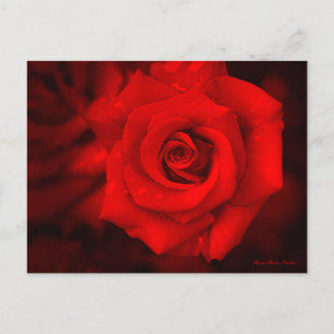 Rose Osaka:Postcard Postcard