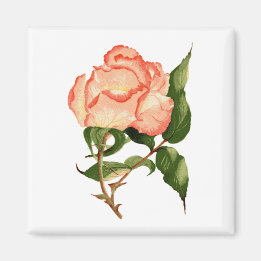 rose peach watercolor 2 Inch Square Magnet