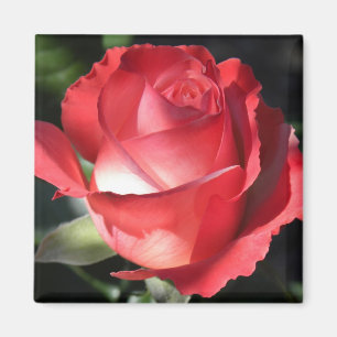 Rose Perfection Magnet