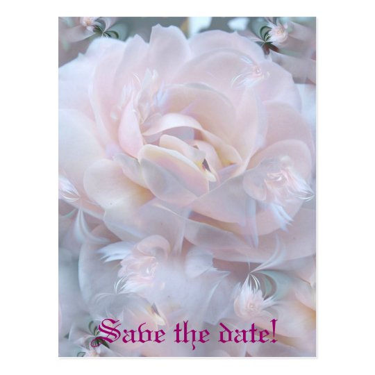 Rose petals postcard