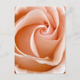 Rose Photo Postcard