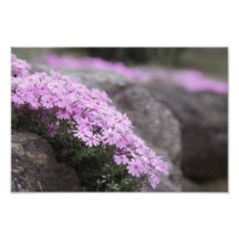 Rose Pink / Phlox Flowers