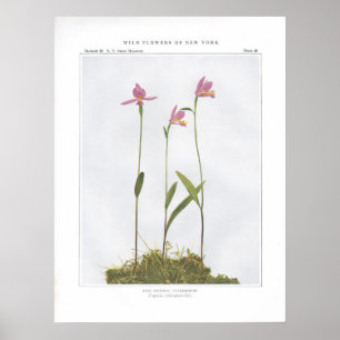 Rose Pogonia; Snakemouth - Pogonia ophioglossoides Poster