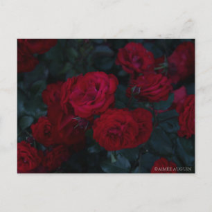 Rose Postcard