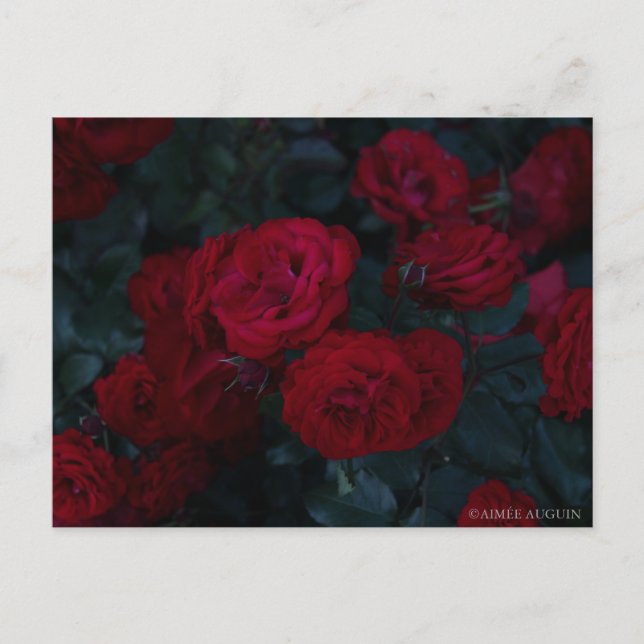 Rose Postcard (Front)