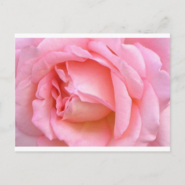 ROSE POSTCARD (Front)
