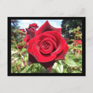 Rose Postcard