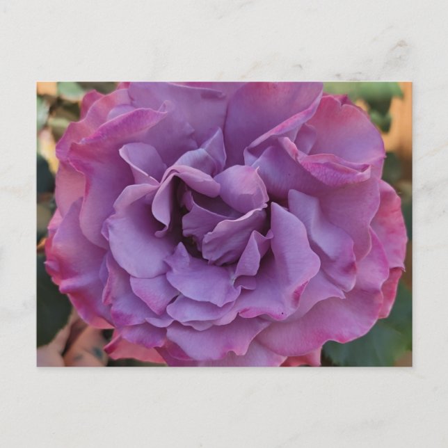Rose PostCard (Front)