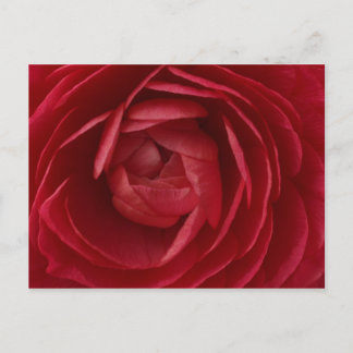 Rose Postcard