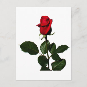 ROSE POSTCARD