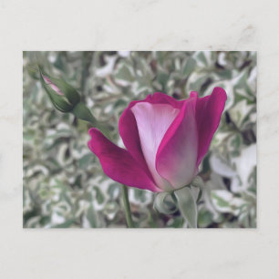 Rose Postcard