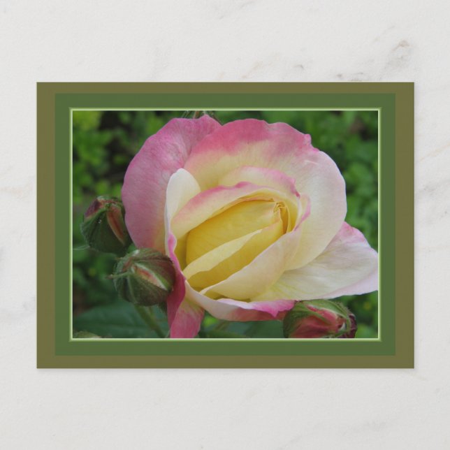 Rose Postcard (Front)