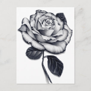 Rose Postcard