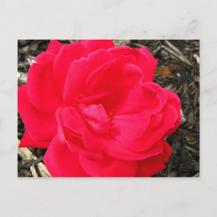 Rose Postcard
