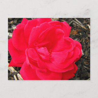 Rose Postcard