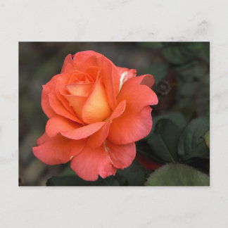 Rose Postcard