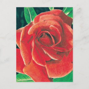 Rose Postcard by Jacob Grimm