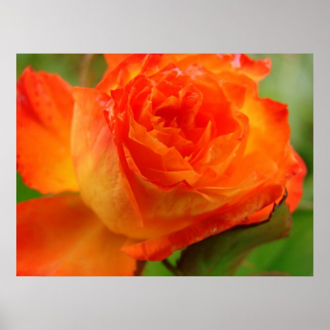 rose poster (Front)