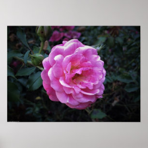 Rose, poster