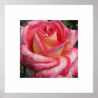 Rose Poster