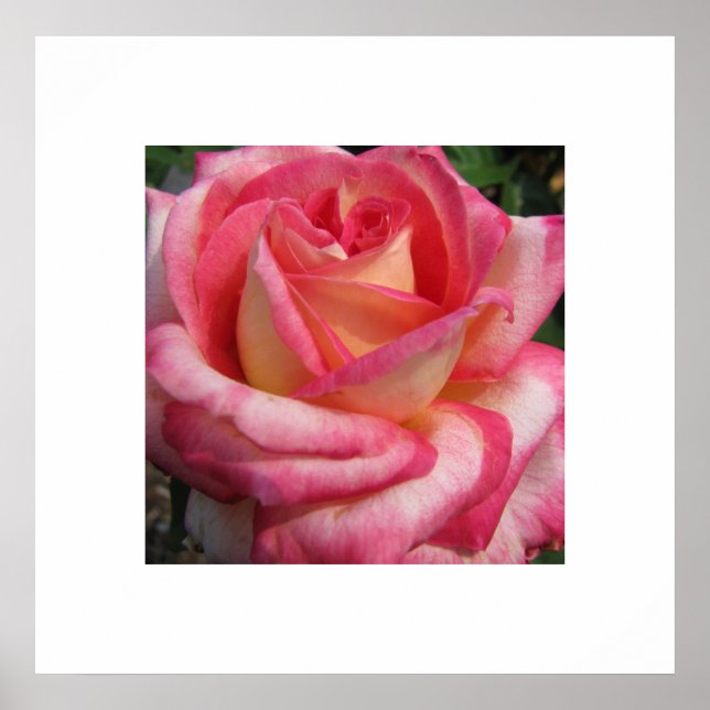 Rose Poster (Front)