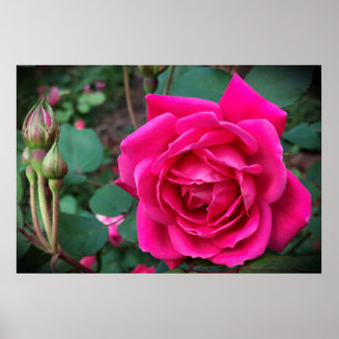 Rose, Poster