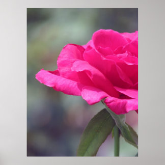 Rose Poster
