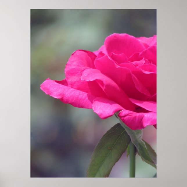 Rose Poster (Front)