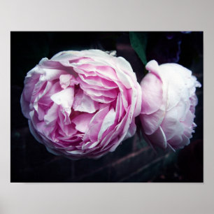 Rose Poster