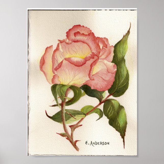 rose poster (Front)
