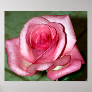 Rose Poster