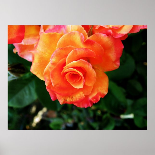 rose poster (Front)