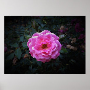Rose, poster