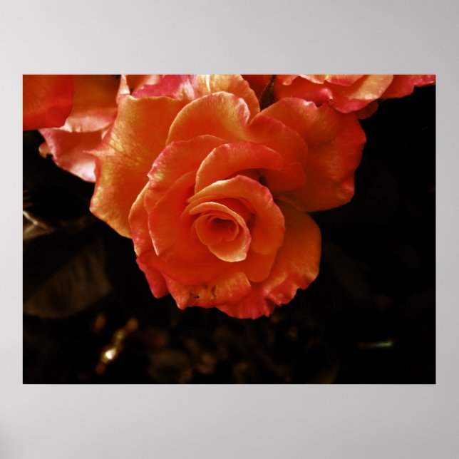rose poster (Front)
