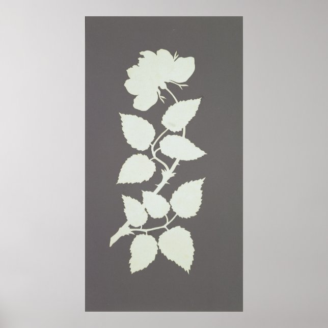 Rose Poster (Front)