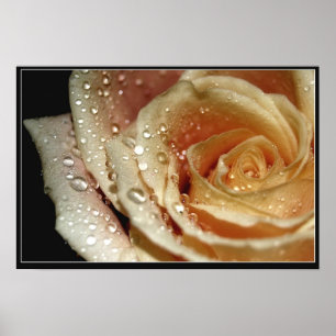Rose Poster