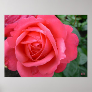 Rose Poster Print Beautiful Flower Art Print