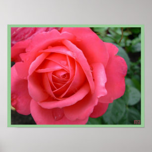 Rose Poster Print Beautiful Flower Art Print