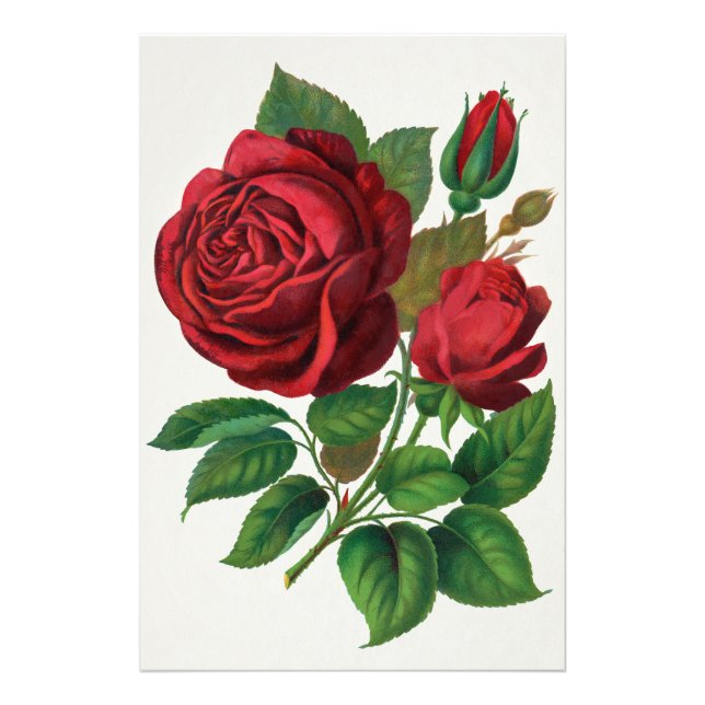 Rose Print Rochester Lithographing and Printing Co (Front)