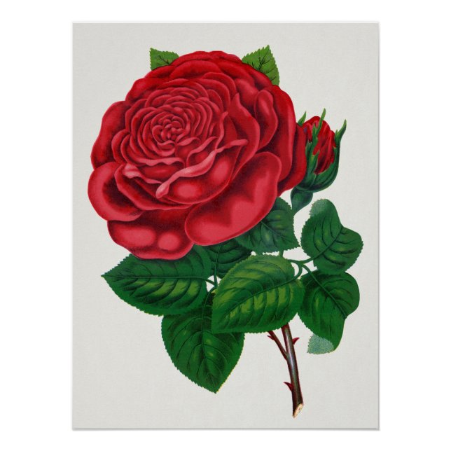 Rose Print Rochester Lithographing and Printing Co (Front)