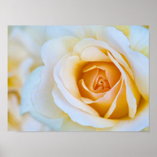 Rose Print, Value Poster Paper (Matte)