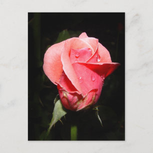 Rose rain drops card
