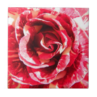 Rose red and white striped floral photography