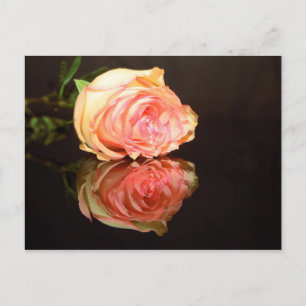 Rose Reflections Postcard