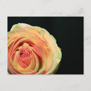 Rose Reflections Postcard