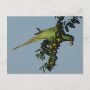 Rose-Ringed Parakeet eating Berries DIY Postcard